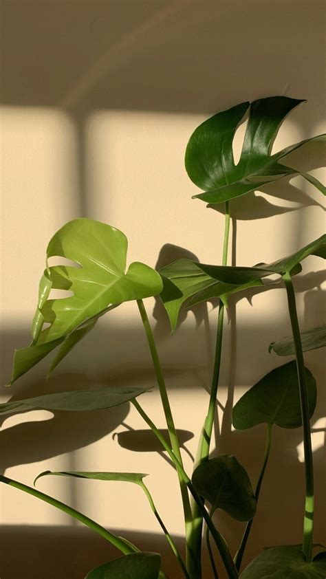 A Potted Plant In Front Of A Window With Sunlight Coming Through The