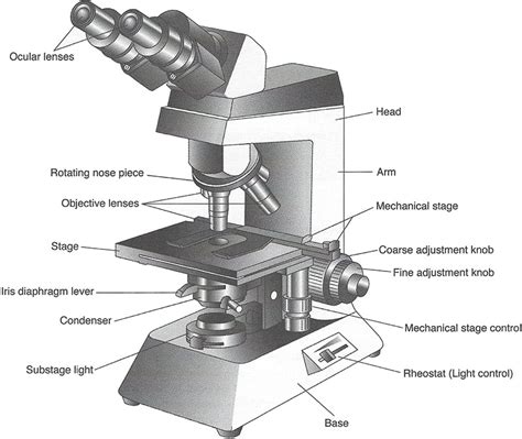 Imagequiz Compound Light Microscope Parts