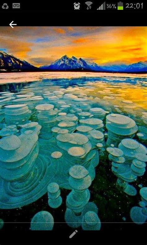 Ice Bubbles Abraham Lake Frozen Bubbles Cool Landscapes