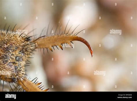 Ant Lion Larva Hi Res Stock Photography And Images Alamy