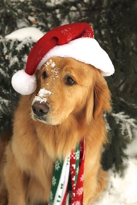 429,019 likes · 59,927 talking about this. Pin by Nikey Mattson on Just Goldens | Dog christmas pictures, Golden retriever christmas ...