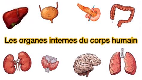 LeÇon 14 Apprendre Le Nom Des Organes Internes Du Corps Humain Youtube