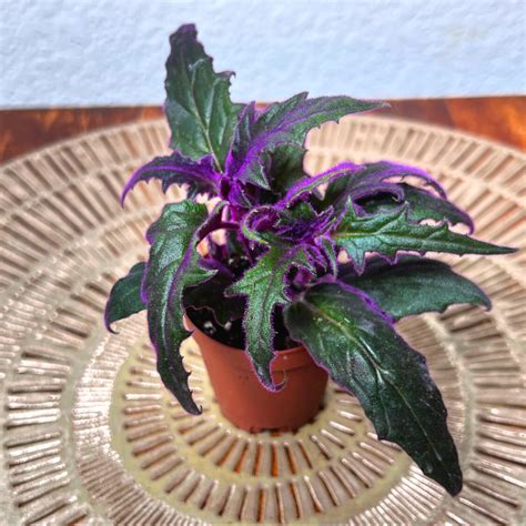Royal Purple Passion Velvet Plant Gynura Aurantiaca Pet Etsy