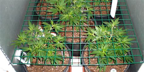 Ok, now your plant has gone through its vegetative state and has grown in height as much as it is going to there is no room for leeway or arguments here. The Vegetative Stage Of The Cannabis Plants - Zenpype ...