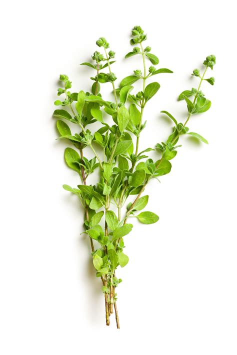 Marjoram Materia Medica Natural Health Science