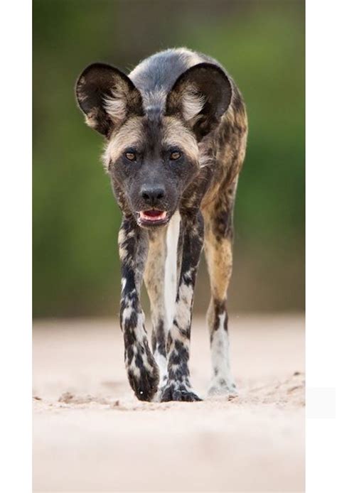 Alpha Male The African Wild Dog Lycaon Pictus Also Known As African
