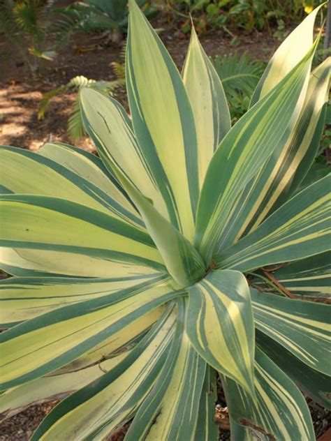 It is an evergreen succulent perennial indigenous to south africa and namibia. Agave attenuata 'Variegata' (Variegated Fox Tail Agave ...