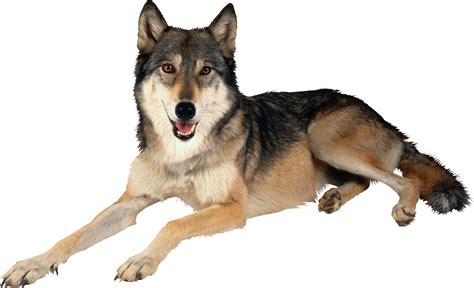 Pngkit selects 123 hd wolves png images for free download. Wolf PNG image, free picture download