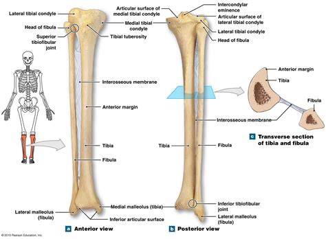 Tibia And Fibula Anatomy Labeled