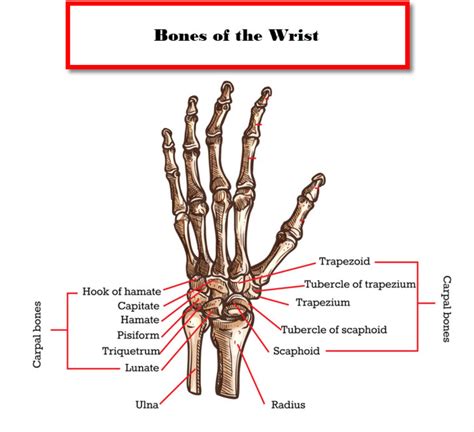 Bones Of The Hand Diagram