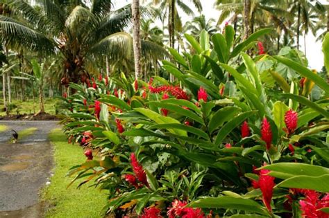 Maybe you would like to learn more about one of these? Red ginger. Photo via Image Juicy. | Dream Garden - Hawaii ...