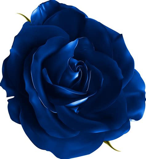 Blue Rose Png Download 13721500 Free Transparent Blue Rose Png
