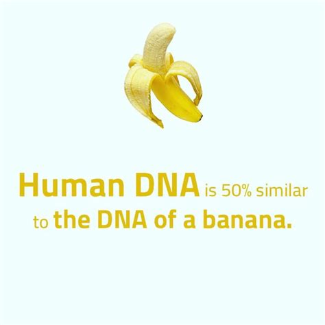 Fact Facts💯 Banana Factxp Human Dna Banana Human