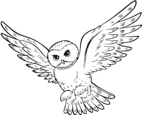Dessin A Imprimer Harry Potter Hedwige  Dessin Coloriage