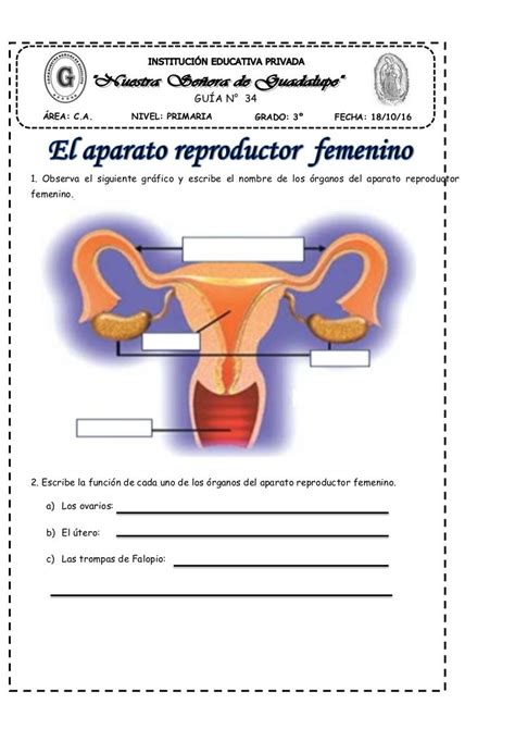 Actividad De Sistema Reproductor Femenino Y Masculino Images