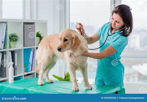 Golden Retriever Dog In Veterinary Clinic Stock Photo Image Of
