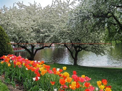 Public Garden Boston Massachusetts Spring By Kmcguirephotography