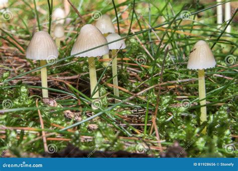 Cogumelos Finos Brancos Que Crescem Entre A Grama Alta Verde Foto De