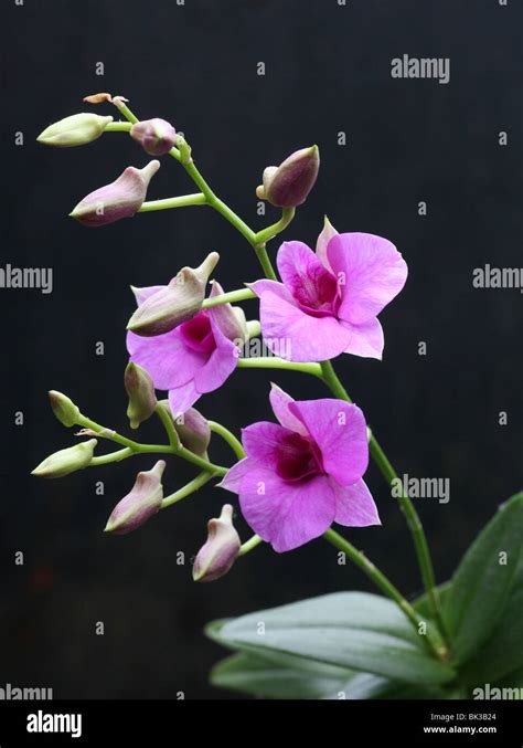 A Purple Dendrobium Orchid Flower Stock Photo Alamy