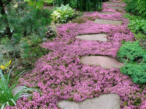 Ground Cover Landscaping Ideas Ground Cover Good