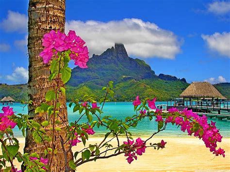 Bora Bora Landscape Sun Bonito Sea Beach Mountain Nice Flowers