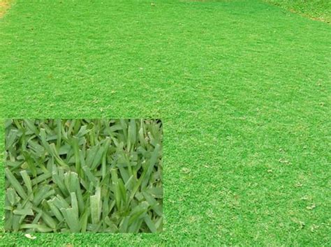 Bagi sebagian besar orang, memiliki taman di rumah adalah hal yang menyenangkan. Jenis Jenis Rumput Taman Yang Populer - LoperOnline.com