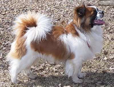 tibetan spaniel breed profile  small dog place