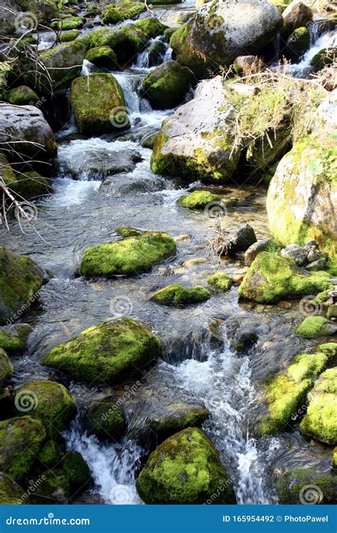 Mountain Stream In Green Forest Stock Photo Image Of Current Natural