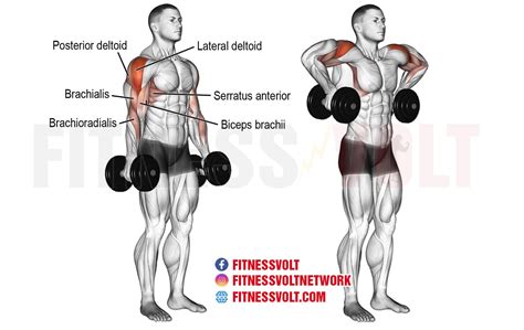Dumbbell Armpit Row Shoulders Exercise Guides And Videos Fitness Volt