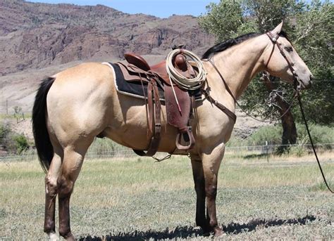 Buckskin quarter horse @tana breault i used to ride a horse like this when i was young. 8 Year Old Buttermilk Buckskin Gelding | Horses, Beautiful horses, Buckskin horse