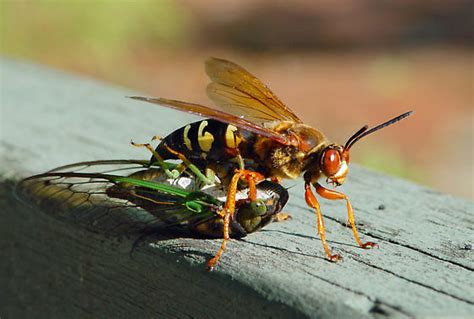 Giant Wasp Making You Nervous Ufifas Entomology And Nematology