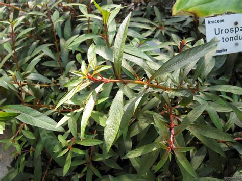Ludwigia Glandulosa Cylindricfruit Primrose Willow Flowgrow Aquatic