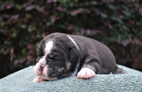 Ready to go home the week of m. blacktrindlefemale2 - Olde South Bulldogges