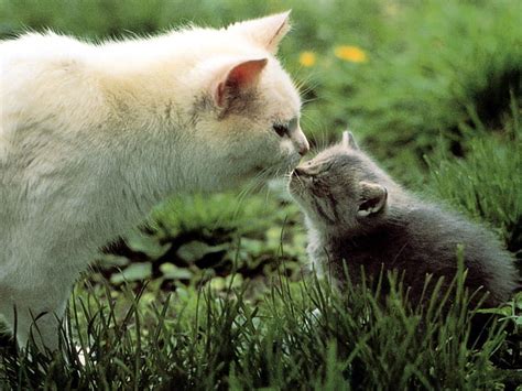 Sweet Kiss Grass Cat Mother Kitten Son Kiss Hd Wallpaper Peakpx