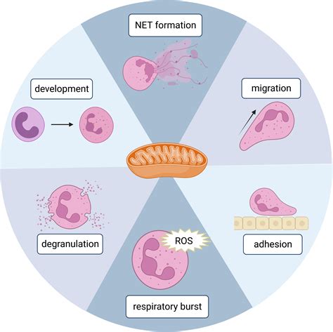 Frontiers Roles Of Mitochondria In Neutrophils