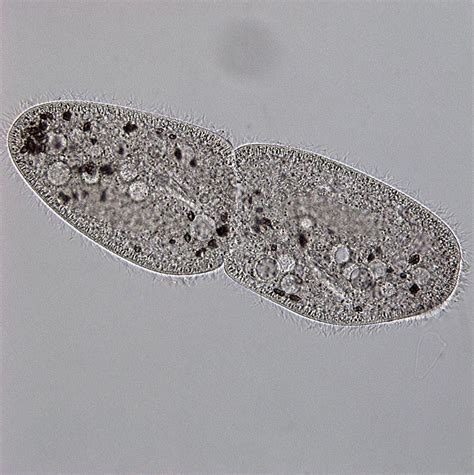 Paramecium Multimicronucleatum Photograph By Dennis Kunkel Microscopy