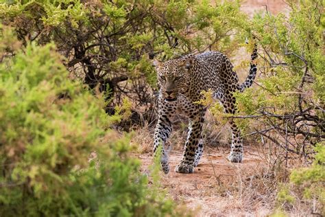 Samburu National Reserve Destinations In Kenya Kenya Safaris