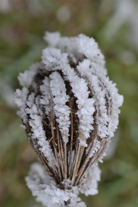 Free Images Tree Nature Grass Branch Snow Cold Winter Plant
