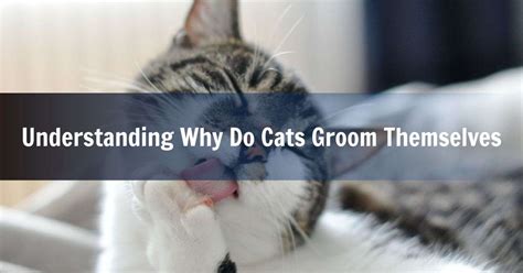 Understanding Why Do Cats Groom Themselves