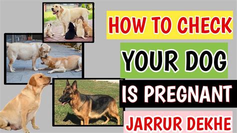 How To Check Your Dog Is Pregnant How To Identify If My Dog Is