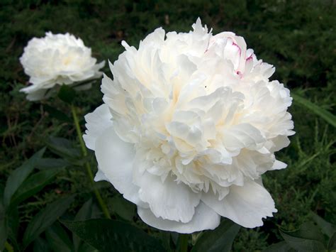 A peony bouquet is the ultimate in femininity with its pretty colours and delicate, glossy petals spreading as it opens from a tight bud to fully open blossom. moving peonies | Lisa Cox Garden Designs Blog