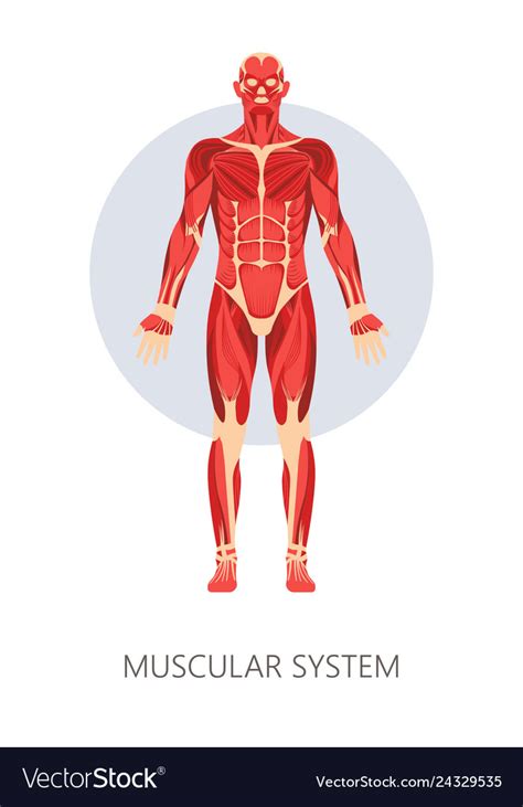 Muscular System Isolated Human Body Anatomy Vector Image