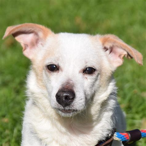 Learn more about humane society of southern illinois in murphysboro, il, and search the available pets they have up for adoption on petfinder. Cotton | Animal House Shelter