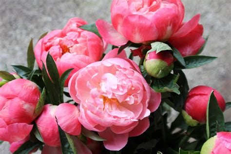 Bright Beautiful Flowers Peonies Wallpapers And Images Wallpapers