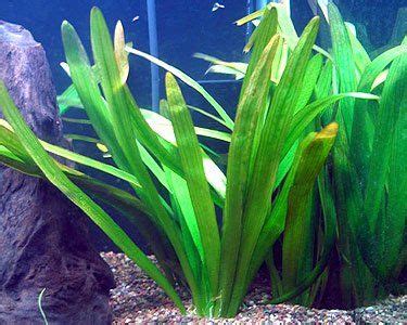 Broad Sagittaria Plant Goodjoseph LIVE Fish Store Plants Aquatic
