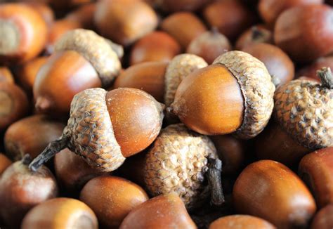8 Amazing Benefits Of Acorns Nutrition Tips Value And Facts