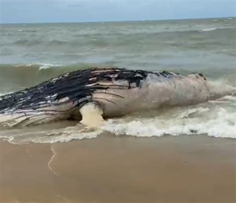 Baleia é Encontrada Morta Em Praia Turística De Trancoso No Extremo Sul Da Bahia Bahia G1