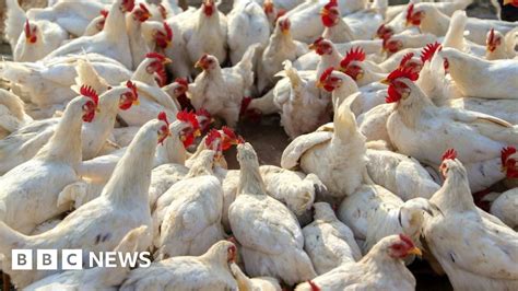 Llanfair Caereinion Farm Fire Kills 16000 Chickens