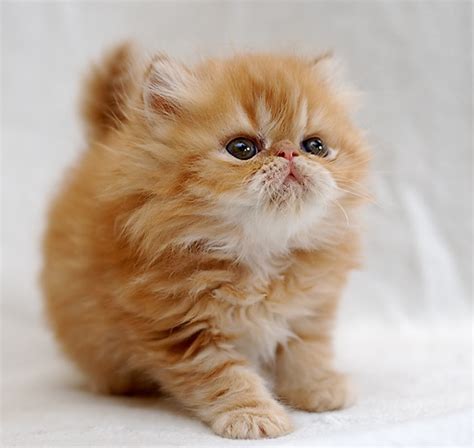 Cat Cute Ginger Image 268654 On