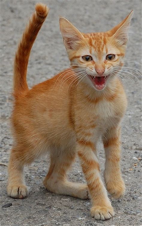 17 Best images about Ginger cats on Pinterest | Orange kittens, Orange